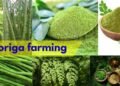 #moringa farming