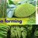 #moringa farming