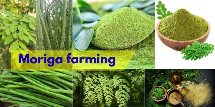 #moringa farming