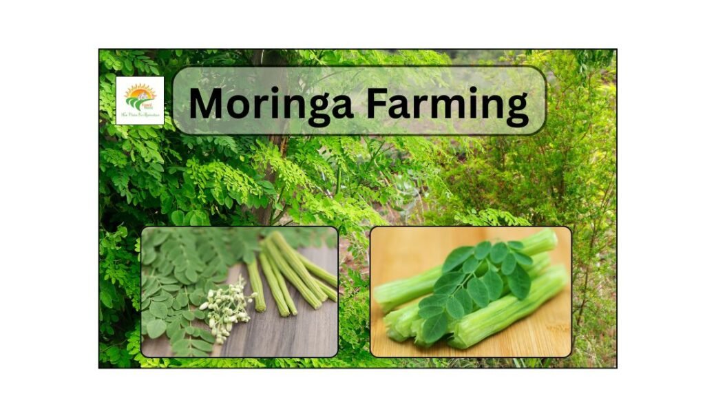moringa farming