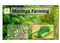 moringa farming