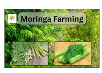 moringa farming