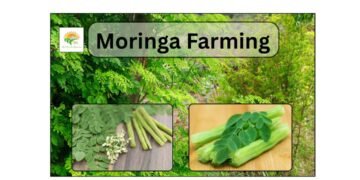 moringa farming