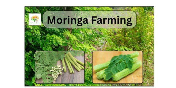 moringa farming