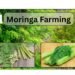 moringa farming