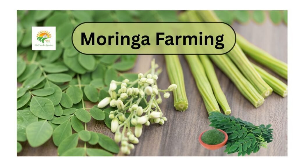 moringa farming