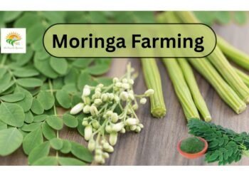 moringa