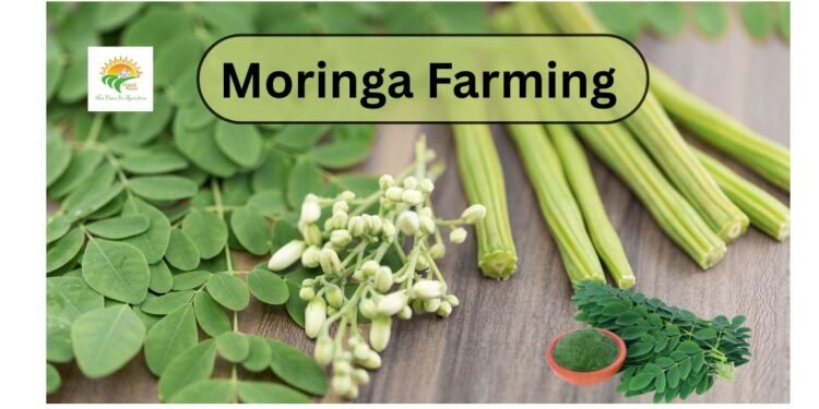 moringa