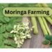 moringa