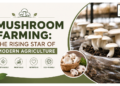 Oyster Mushroom Farming