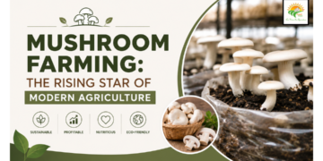 Oyster Mushroom Farming