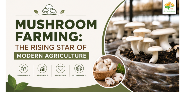 Oyster Mushroom Farming