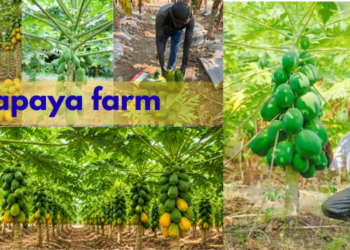 papaya farm