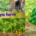 papaya farm