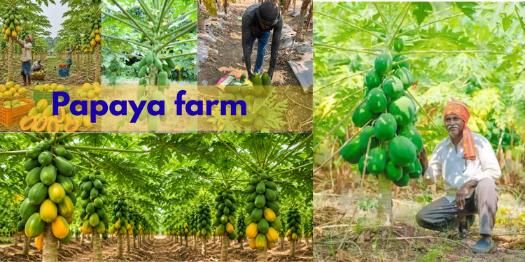 papaya farm