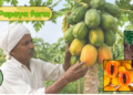 papaya farm