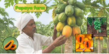 papaya farm