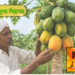 papaya farm