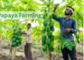 papaya-farming