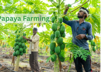 papaya-farming