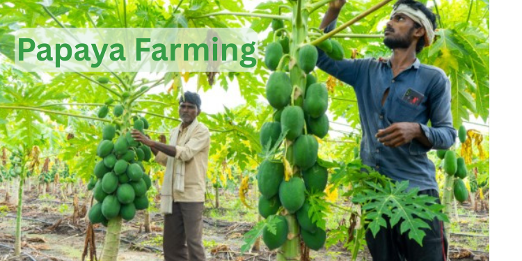 papaya-farming
