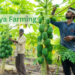 papaya-farming