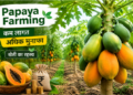 papaya farming