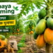 papaya farming