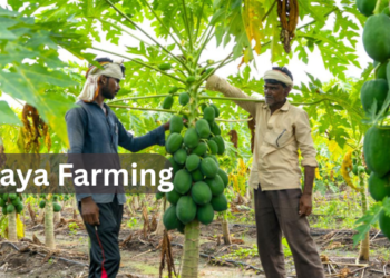 Papaya Farming