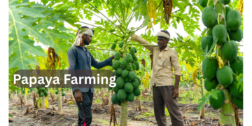Papaya Farming