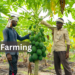 Papaya Farming