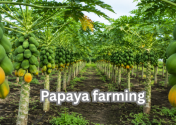 papaya-farming