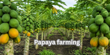 papaya-farming