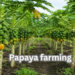 papaya-farming