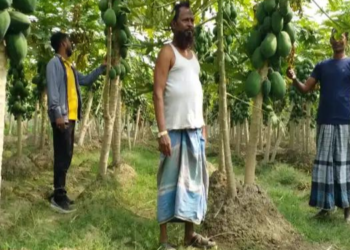 बेगूसराय के किसान अमरदीप ने पपीते की खेती ( Papaya Farming) से रचा सफलता का नया अध्याय