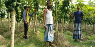 बेगूसराय के किसान अमरदीप ने पपीते की खेती ( Papaya Farming) से रचा सफलता का नया अध्याय