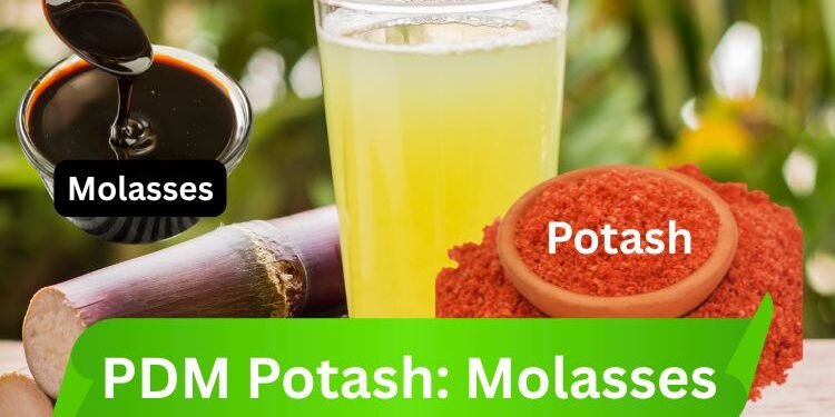 PDM Potash : Molassis