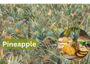 pineapple