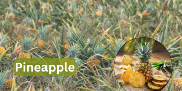 pineapple