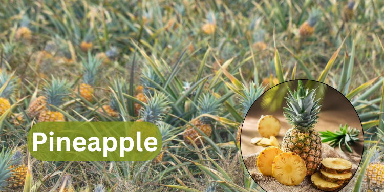 pineapple