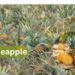 pineapple