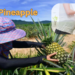 pineapple