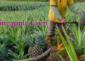 pineapple farm