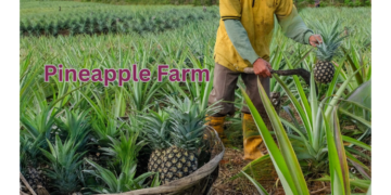 pineapple farm