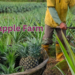 pineapple farm
