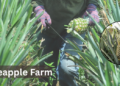 pineapple-farm