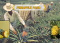 pineapple-farm