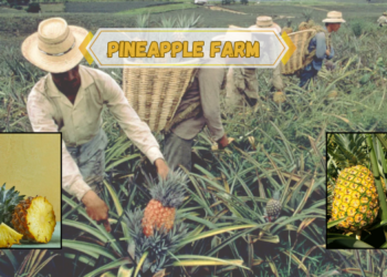 pineapple-farm