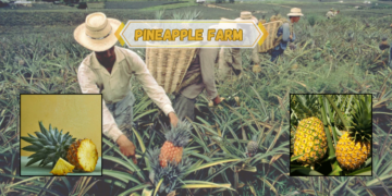 pineapple-farm