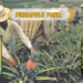 pineapple-farm